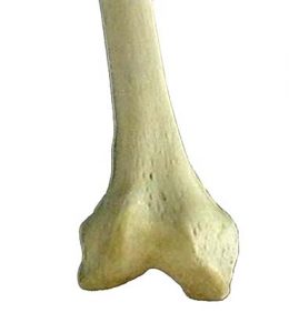 ARTICOLAZIONE FEMORO TIBIALE 001 osce spine center