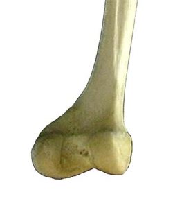 ARTICOLAZIONE FEMORO TIBIALE 002 osce spine center