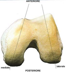 ARTICOLAZIONE FEMORO TIBIALE 005 osce spine center