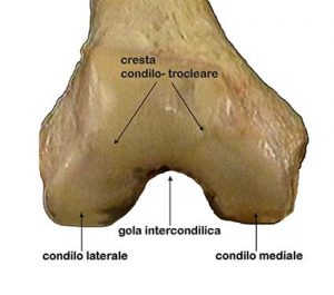 ARTICOLAZIONE FEMORO TIBIALE 006 osce spine center