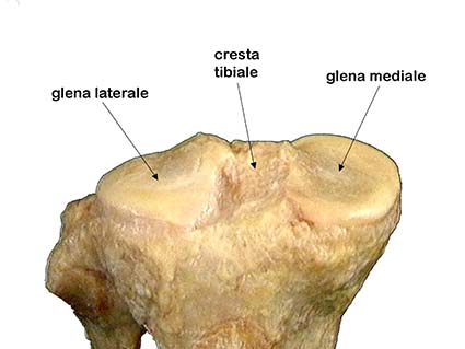 ARTICOLAZIONE FEMORO TIBIALE 008 osce spine center