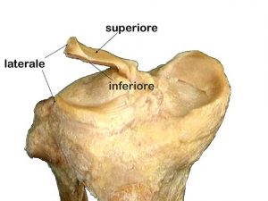 ARTICOLAZIONE FEMORO TIBIALE 011 osce spine center