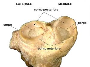 ARTICOLAZIONE FEMORO TIBIALE 012 osce spine center