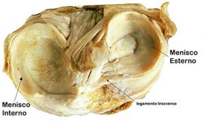 ARTICOLAZIONE FEMORO TIBIALE 013 osce spine center