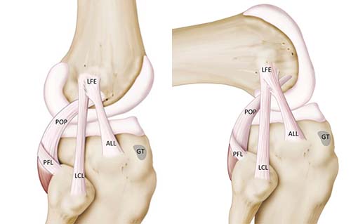 ARTICOLAZIONE FEMORO TIBIALE 020 osce spine center