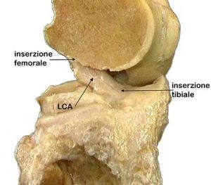 ARTICOLAZIONE FEMORO TIBIALE 023 osce spine center