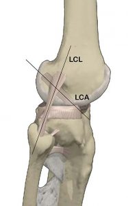 ARTICOLAZIONE FEMORO TIBIALE 031 osce spine center