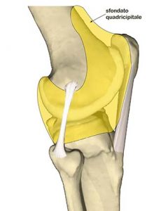 ARTICOLAZIONE FEMORO TIBIALE 034 osce spine center