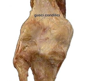 ARTICOLAZIONE FEMORO TIBIALE 036 osce spine center