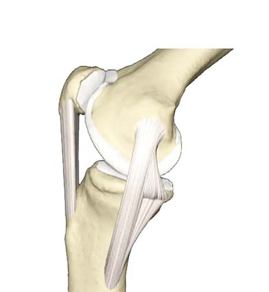 ARTICOLAZIONE FEMORO TIBIALE 037 osce spine center