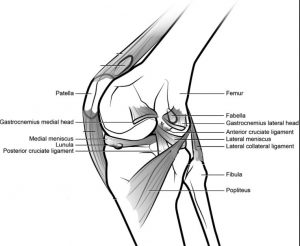 ARTICOLAZIONE FEMORO TIBIALE 039 osce spine center