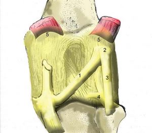 ARTICOLAZIONE FEMORO TIBIALE 041 osce spine center