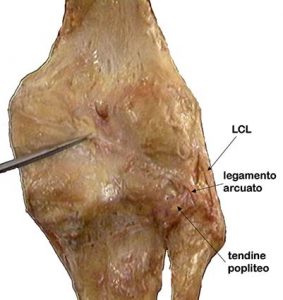 ARTICOLAZIONE FEMORO TIBIALE 042 osce spine center