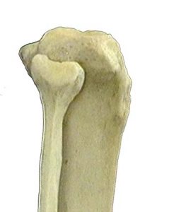 ARTICOLAZIONE PERONEO TIBIALE 002 osce spine center