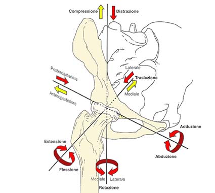 ARTICOLAZIONE ANCA 001 osce spine center