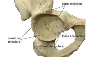 ARTICOLAZIONE ANCA 012 osce spine center