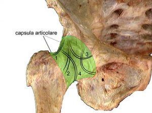 ARTICOLAZIONE ANCA 021 osce spine center