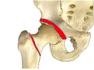 ARTICOLAZIONE ANCA 022 osce spine center