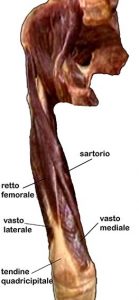 MUSCOLI GINOCCHIO 001 osce spine center