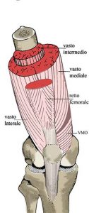 MUSCOLI GINOCCHIO 002 osce spine center