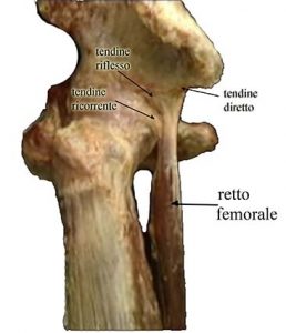 MUSCOLI GINOCCHIO 003 osce spine center