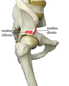 MUSCOLI GINOCCHIO 004 osce spine center