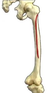 MUSCOLI GINOCCHIO 005 osce spine center