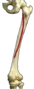 MUSCOLI GINOCCHIO 006 osce spine center