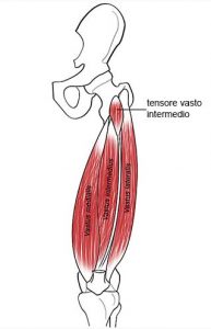 MUSCOLI GINOCCHIO 008 osce spine center