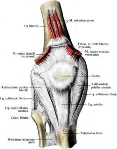 MUSCOLI GINOCCHIO 011 osce spine center