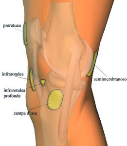 MUSCOLI GINOCCHIO 013 osce spine center