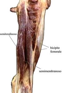 MUSCOLI GINOCCHIO 016 osce spine center