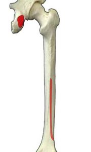 MUSCOLI GINOCCHIO 017 osce spine center