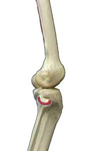 MUSCOLI GINOCCHIO 018 osce spine center