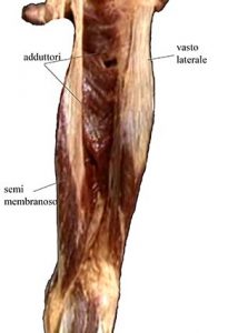 MUSCOLI GINOCCHIO 020 osce spine center