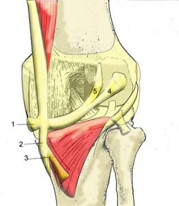 MUSCOLI GINOCCHIO 022 osce spine center