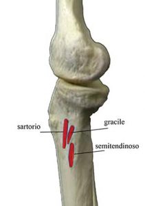 MUSCOLI GINOCCHIO 024 osce spine center