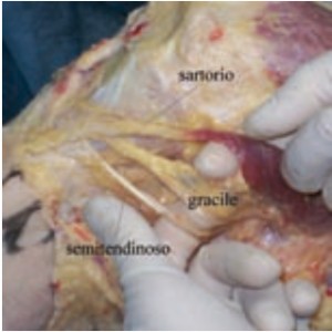 MUSCOLI GINOCCHIO 025 osce spine center