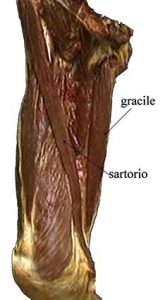 MUSCOLI GINOCCHIO 026 osce spine center