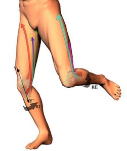 MUSCOLI GINOCCHIO 029 osce spine center