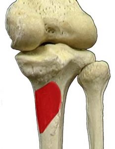 MUSCOLI GINOCCHIO 031 osce spine center