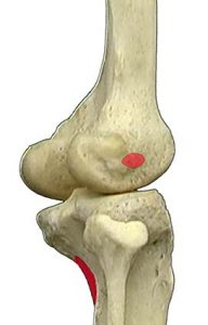 MUSCOLI GINOCCHIO 032 osce spine center