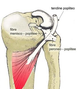 MUSCOLI GINOCCHIO 033 osce spine center