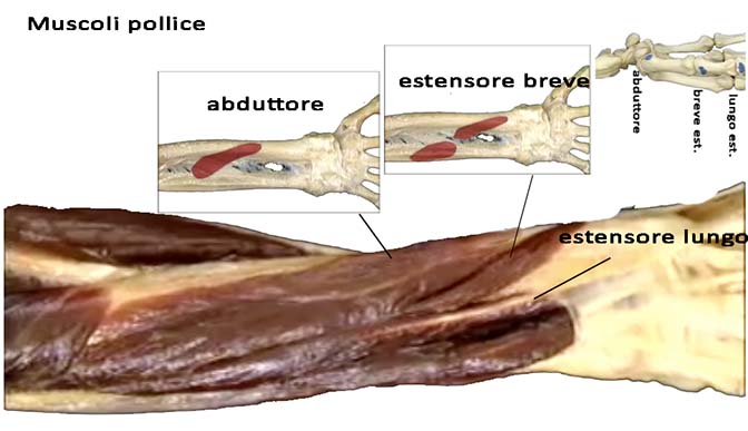muscoli pollice