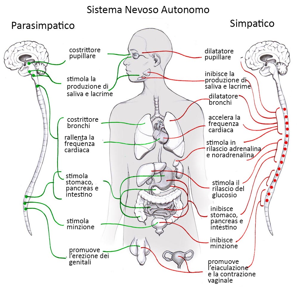 sistema nervoso autonomico