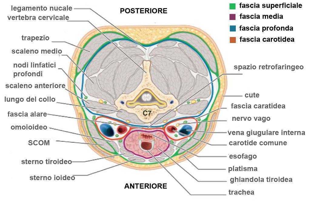 Fascia Cervicale 003 osce spine center