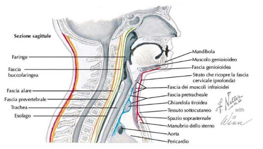 Fascia Cervicale 004 osce spine center