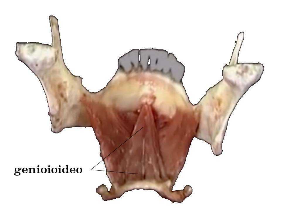 Osso ioide 003 osce spine center