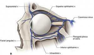 Osteopatia e Glaucoma trattamento sconosciuto 005 osce spine center
